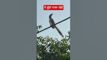 ਦੋ ਚੂੰਝਾਂ ਵਾਲਾ ਪੰਛੀ #reels