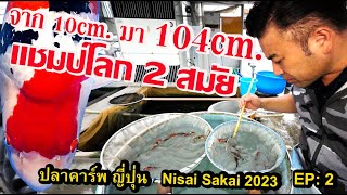 Sakai Nisai 2023 Ep:2 Carp 104cm. World Champion Hiroshima Japan