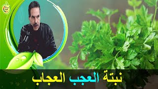 نبتة سحرية  تدخل في العديد من العلاجات   -   الدكتور جمال الصقلي   -