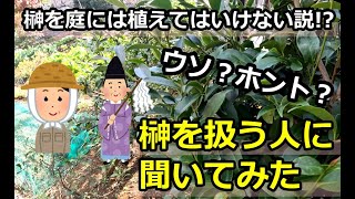 【ウソ？ホント？】榊を庭に植えてはいけない説がある！？ 神棚