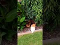 Bokken n Krumb out of the rain #chicken #gardening