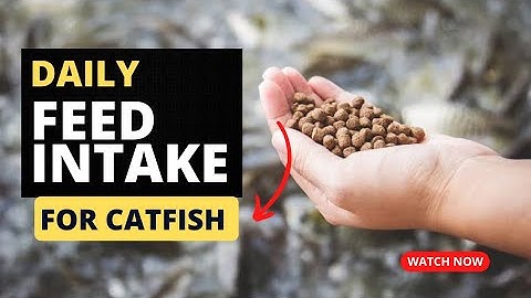 Catfish Feeding: How to Calculate Daily Intake