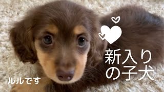 【カニンヘンダックスlulu】初めましてルルです