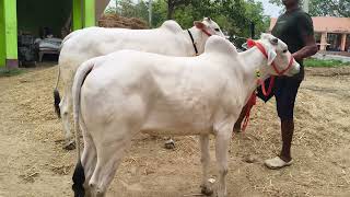 Chausa Cow for sell in chausa buxar Bihar se nya video S pandey Mo 9155472296