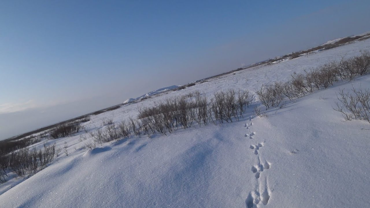 Охота на зайца 2026г. 