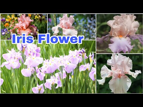 15 Different Types of Iris Varieties