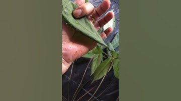 1 củ sâm Ngọc linh chuẩn Kon Tum rừng 3 lạng quá víp gọi 0377965679 e Nguyệt nhé