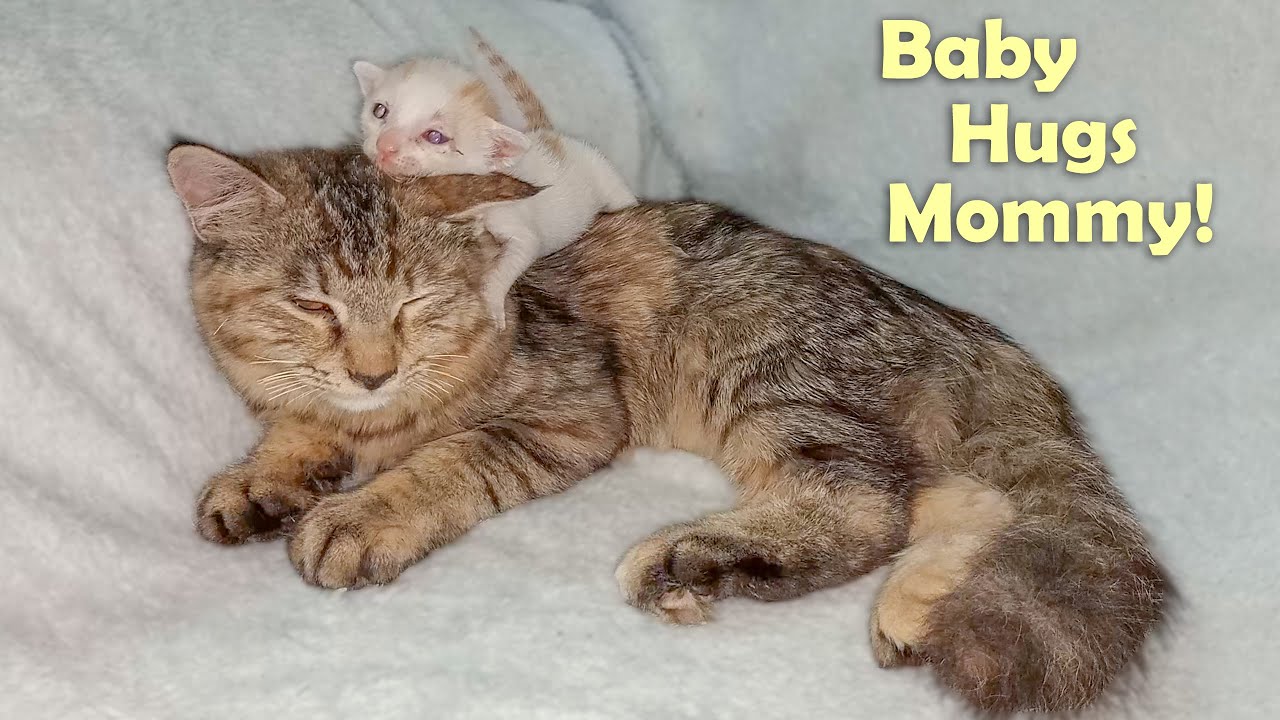 Adopted Tiny Kitten Hugs Foster Mother Cat Kiki and Kisses Her