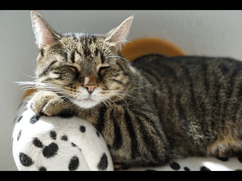 Vídeo: Quanto tempo os gatos estão grávidas?