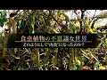 食虫植物の不思議な世界　どのようにして“肉食”になったのか？ | ガリレオX 第102 回