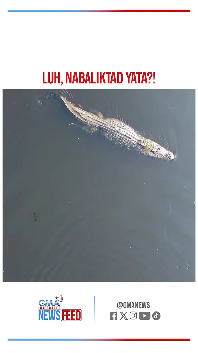 Buwaya, hinabol ng dolphins!| GMA Integrated Newsfeed