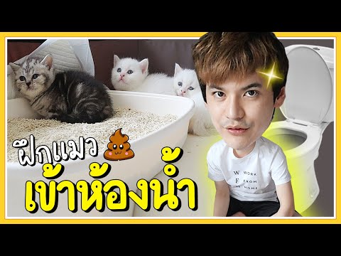 ฝึกลูกแมว1เดือนเข้าห้องน้ำครั้งแรก! | ติดเต๋า