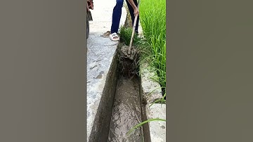Ditch weed cleaning process - good tools make work more efficient