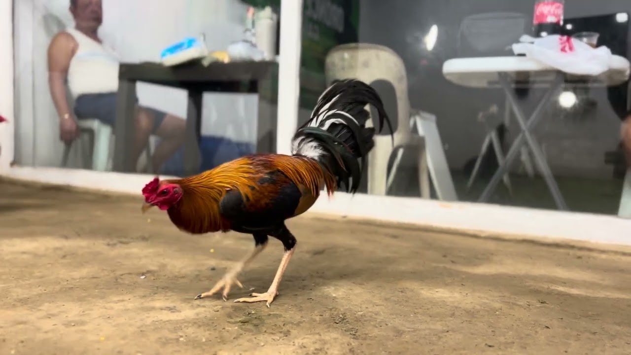 LARRY ROMERO RAPTOR SWEATER