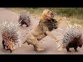 PORCUPINE का कांटा इतना खतरनाक क्यों होता है? Porcupine Documentary