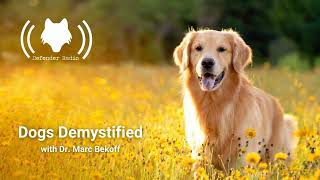 Dogs Demystified with Dr. Marc Bekoff