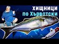 ХИЩНИЦИ по Хърватски / Как да си хванем хищници на непознато място?