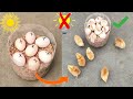 How to hatch eggs at home without incubator  incubator plastic box help sunlight 100 result