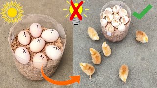 How to hatch eggs at home without incubator // Incubator plastic box help sunlight 100% result