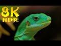 ANIMALS IN 8K HDR 60FPS DOLBY SOUND