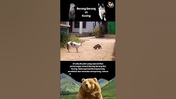 Berang-berang vs Kucing 😱
