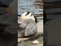 "Bar-headed × greylag hybrid geese rest ashore as a coot preens at the Serpentine’s edge 🪿🪿🐦🌊"