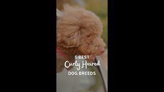 5 Best Curly Haired Dogs: Hypoallergenic & NonSmelly #Short
