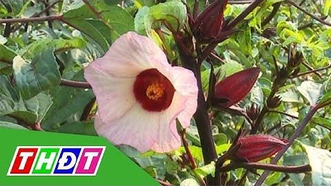 THDT - Cây atiso đỏ trồng thành công ở Thanh Bình (Đồng Tháp)