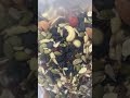 Video Image