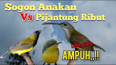 Suara Pikat Sogon Anakan Vs Pijantung Ribut Dijamin Ampuh
