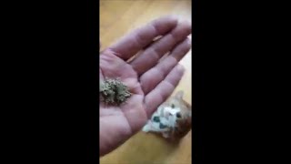 GIVING COPPER CATNIP!!!!! by threewheelsbetter 3,111 views 3 years ago 1 minute, 23 seconds