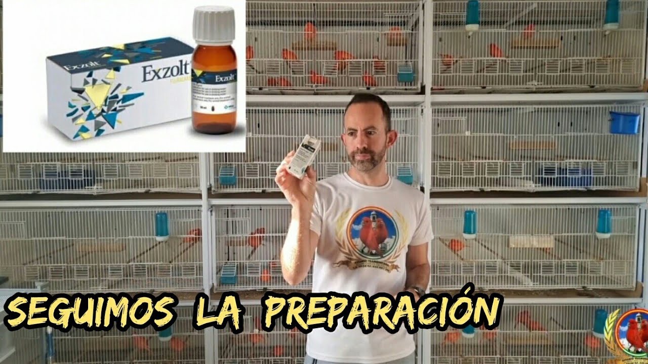 Desparasitamos los pajaros contra  el piojillo 🐥...