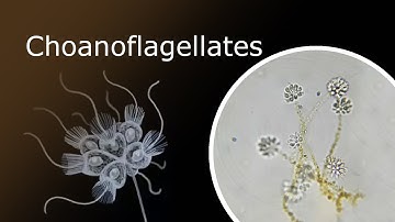 All About Choanoflagellates: Description, Anatomy and Habitat. Codosiga Colony Under a Microscope