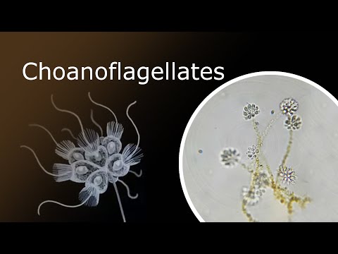 All About Choanoflagellates: Description, Anatomy and Habitat. Codosiga Colony Under a Microscope