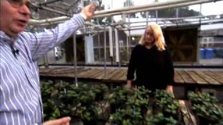 UC Davis Soil Mix Dominates Container Flower Industry