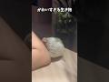 【鳥定期#66】とにかく擦り寄ってくるインコがかわいすぎる#インコ #鳥 #かわいい #ペット
