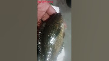 Câu cá rô đồng Vườn Quốc gia Tràm Chim |ngô bình fishing|