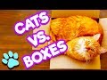 Cats Vs. Boxes | Cats Love Boxes | #thatpetlife