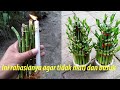 Download Lagu Cara Mudah Agar Batang Bamboo Hoki Tidak Busuk dan Mati