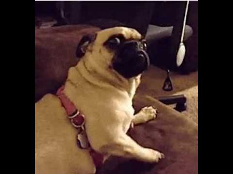 very-funny-shocked-pug-gif