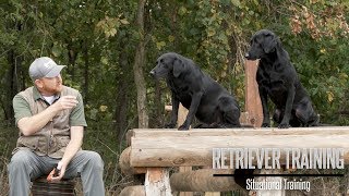 Train Your Labrador For Duck Hunting Situations