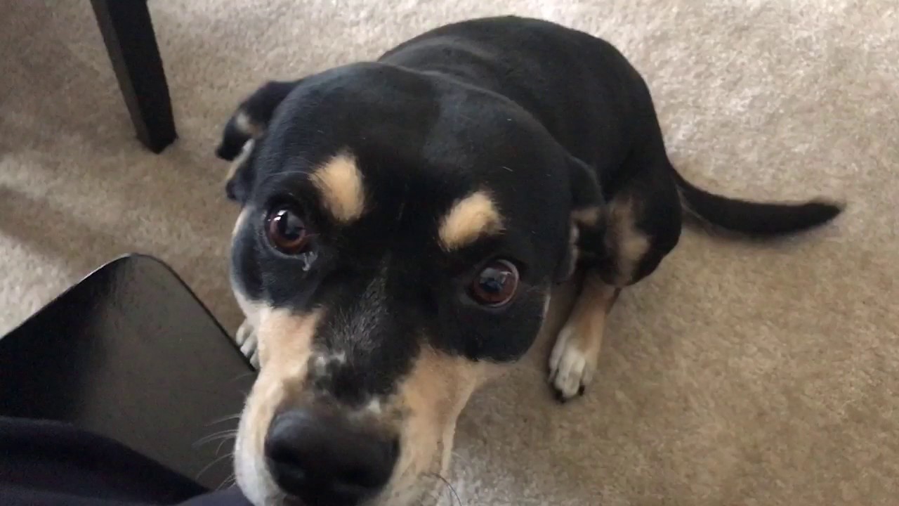 Baby Dog Groaning And Wagging Tail YouTube baby-dog-groaning-and-wagging-tail-youtube