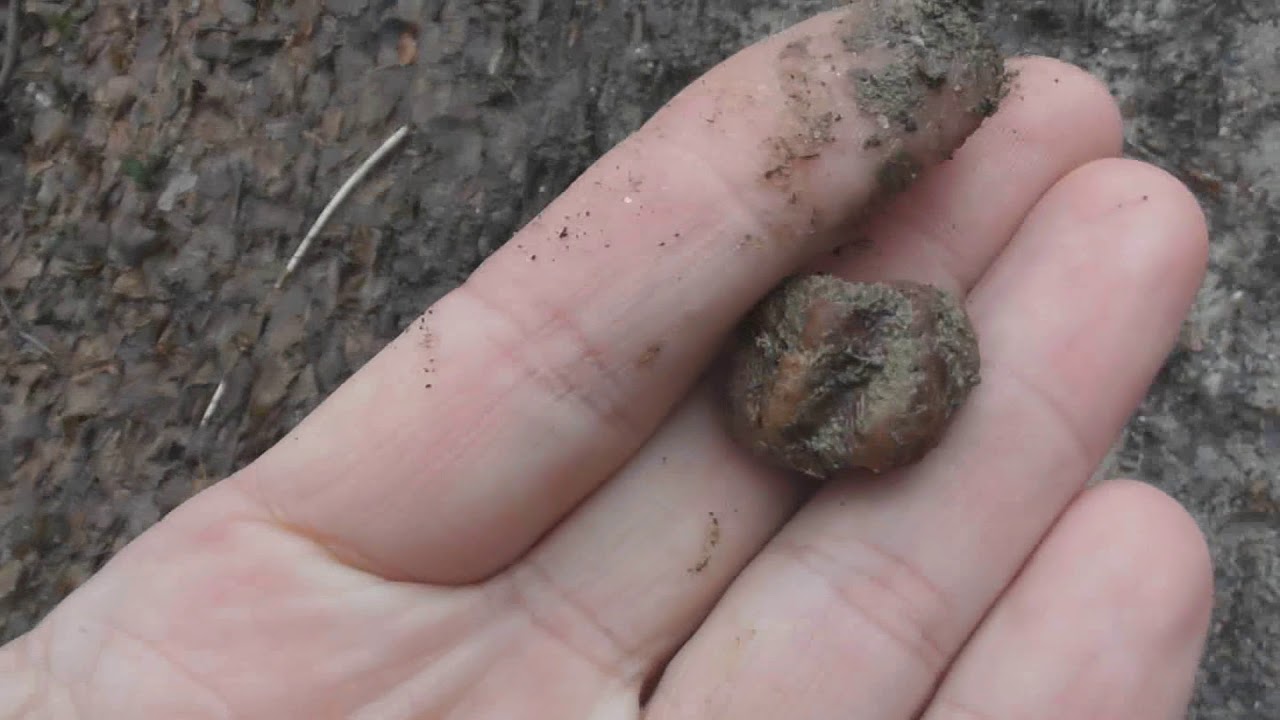 I found a truffle; there are false truffles and false people; false people are toxic