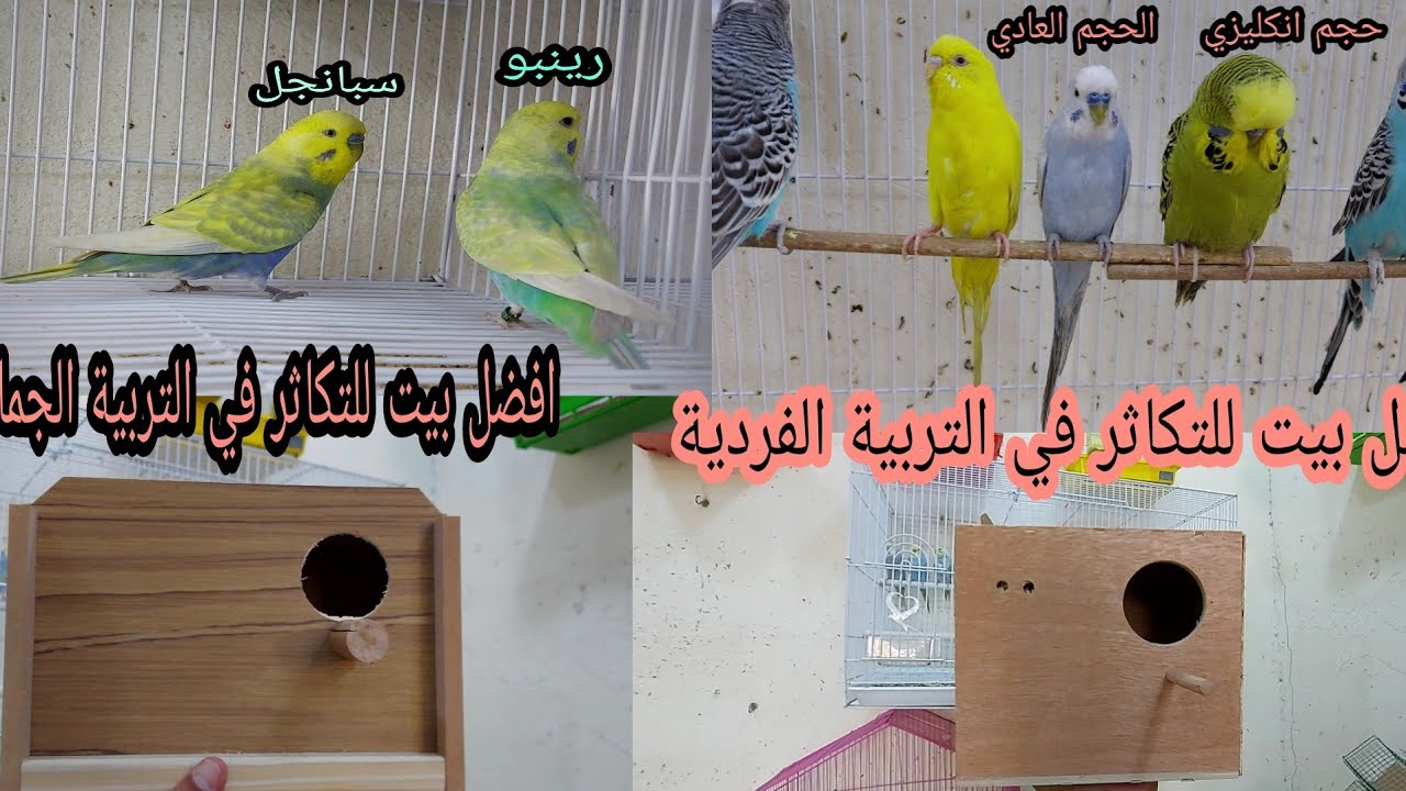 كيفية التمييز بين طيور البادجي العادي من الأصلي 2020