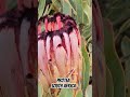 PROTEA || INDIA VS SA || SOUTH AFRICA FLOWER