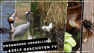 Zwemmende hermelijn, fuut met grote vis en kraanvogels | Zelf Geschoten | Vroege Vogels