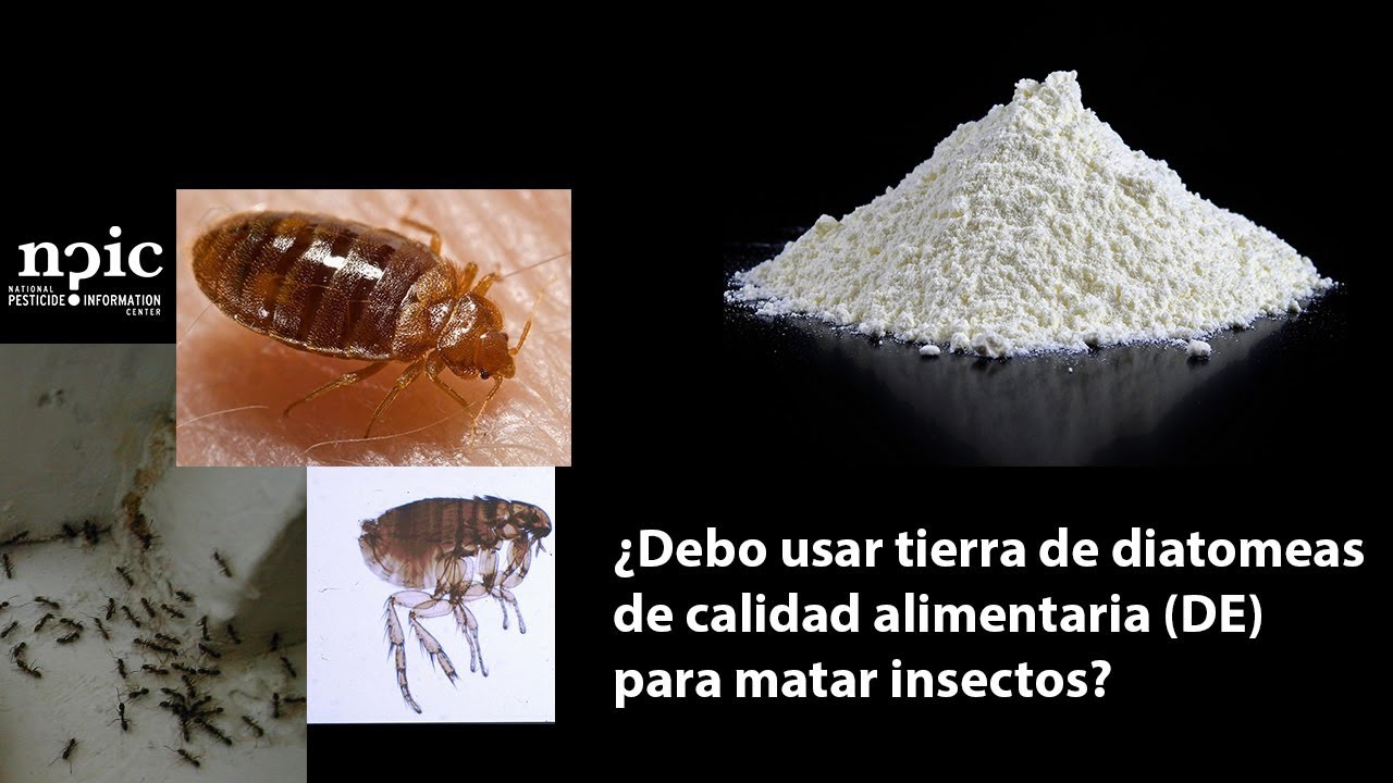 Debo usar tierra de diatomeas de calidad alimentaria (DE) para matar  insectos? 