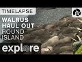 Walrus Haul Out to the Beach - Round Island Walrus - Live Cam Highlight