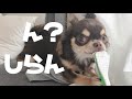 【おしゃべりペット】ソファーの上でうんこしたことを必死に隠そうとしたがすぐバレる言い訳をするチョコタンチワワ