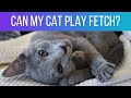 5 common Russian Blue personality traits: Does our cat have them all? の動画、YouTube動画。